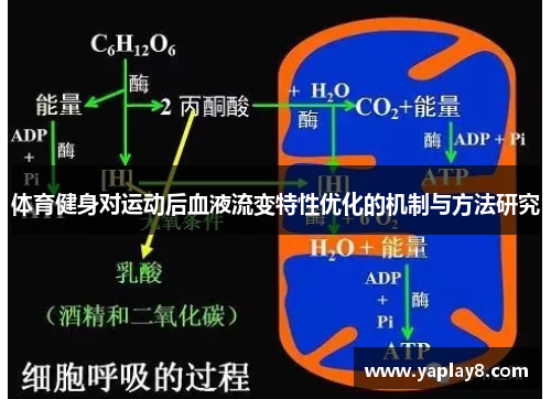 体育健身对运动后血液流变特性优化的机制与方法研究